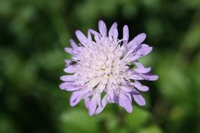 Insect on the white and purple flower