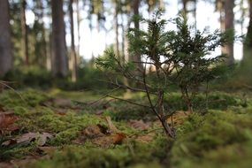 fir tree forest