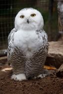 white snow owl