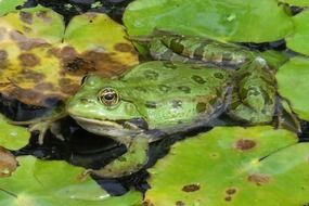 green toad in the swamp