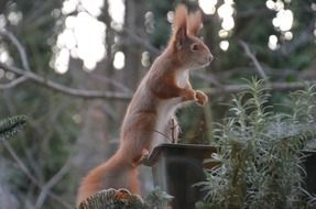 foraging fluffy squirrel