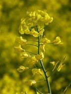 oilseed rape blossom