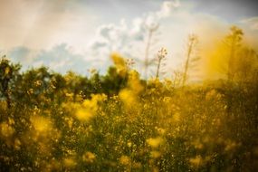 blurred yellow flowers on a meadow