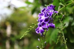 bright purple flowers on long branches