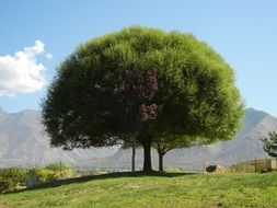 big tree on a green hill