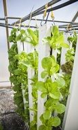 green lettuce on a vertical farm