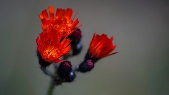 wild red flowers on a grey background