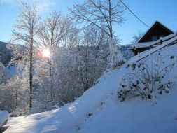 wintry forest in sunny day