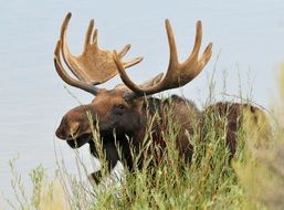 large male moose