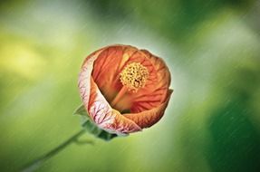 flower in the rain