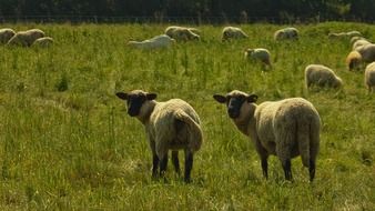 flock of sheep on a green field