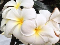 beauty gentle plumeria