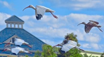 Cranes fly over the houses