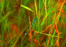 Damselfly, blue dragonfly on grass blade