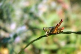 Close-up of the colorful and beautiful grasshopper on the branch