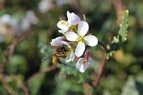 insect extracts pollen from the flower