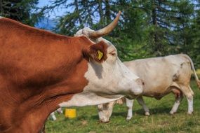 cows on meadow