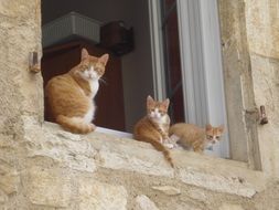 Orange cats and kittens in the window