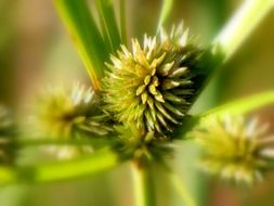 impressive weeds grass