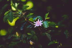 opened purple flower on a tree in spring
