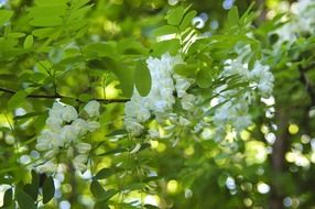 white flowering on green acacia