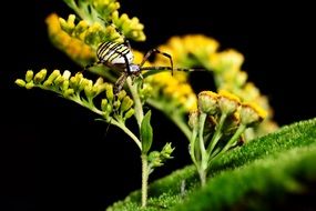 Wasp spider on a plant