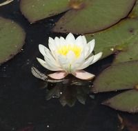 Close-up of white water lily