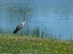 striking bird
