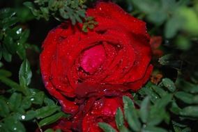 red rose flower with drops close