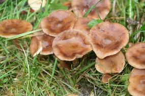 raindrops on brown mushrooms