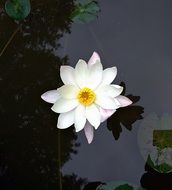 white water lily flower on the water