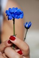blue flower bouquet in woman hands