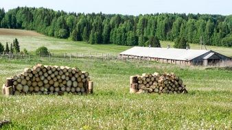 harvested logs on a meadow