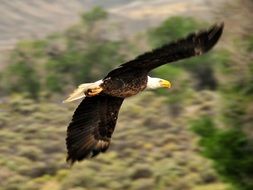 flying bald eagle