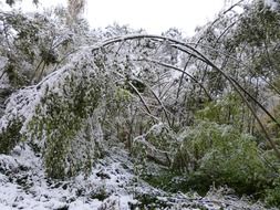 winter forest snow