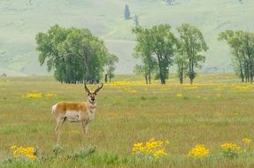 pronghorn in the wildife