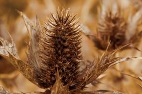 autumn brown dry