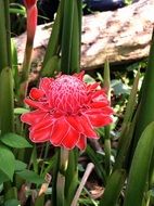 red flower with big heart in the garden