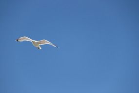 fast white seagull high in the sky