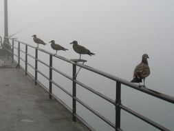 glaring seagull bird