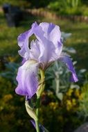 violet iris in garden macro