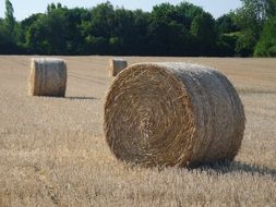 autumn straw harvest