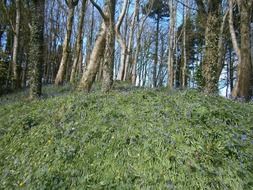 trees on a green hill