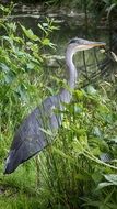 heron in the green thickets near the pond