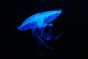 blue jelly in dark water