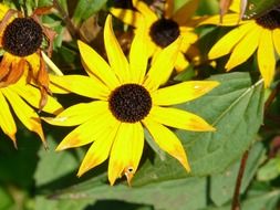 sun hat flowers, rudbeckia fulgida