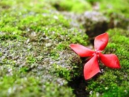 surprising beauty red flower