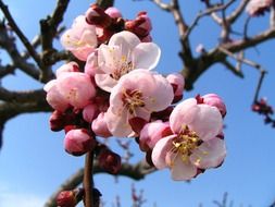 closeup photo of bright round buds on a cherry tree