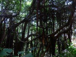 tropical jungle lianas plants