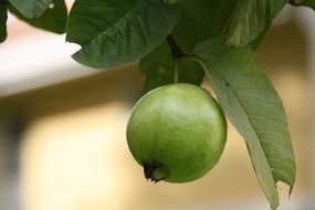 green guava on a tree